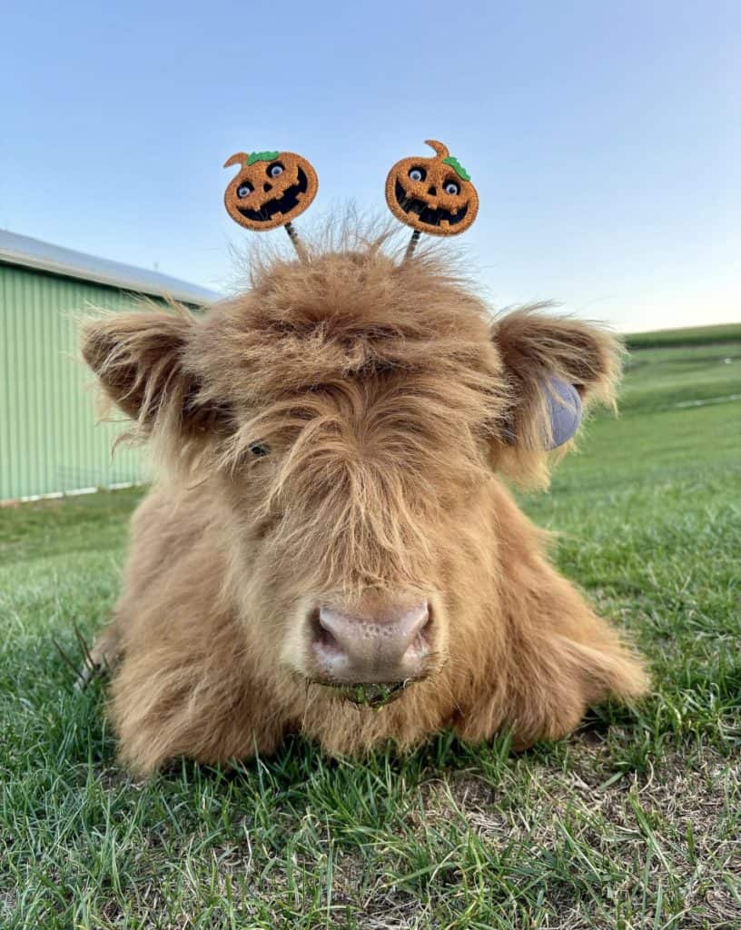 scottish highland with pumpkin headband